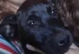 Dolly e Koda