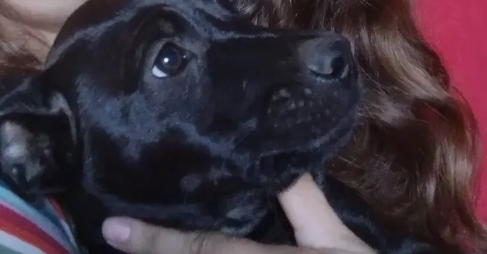 Cachorro ra a  idade 2 a 6 meses nome Dolly e Koda
