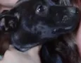 Dolly e Koda
