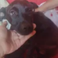 Dolly e Koda