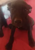 Dolly e Koda