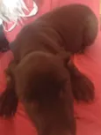Dolly e Koda