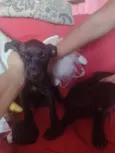 Dolly e Koda
