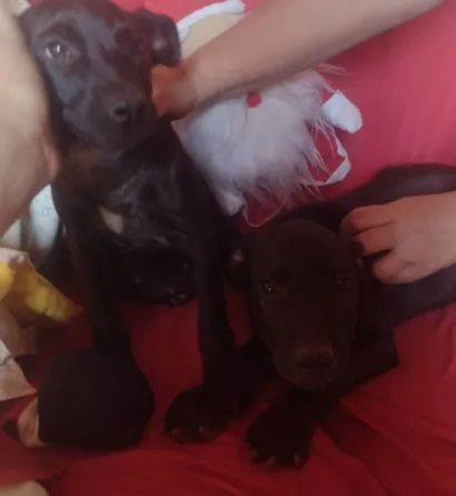 Cachorro raça  idade 2 a 6 meses nome Dolly e Koda