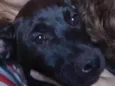 Dolly e Koda