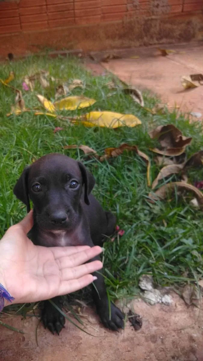 Cachorro ra a SRD idade 2 a 6 meses nome Sem nome , cão 