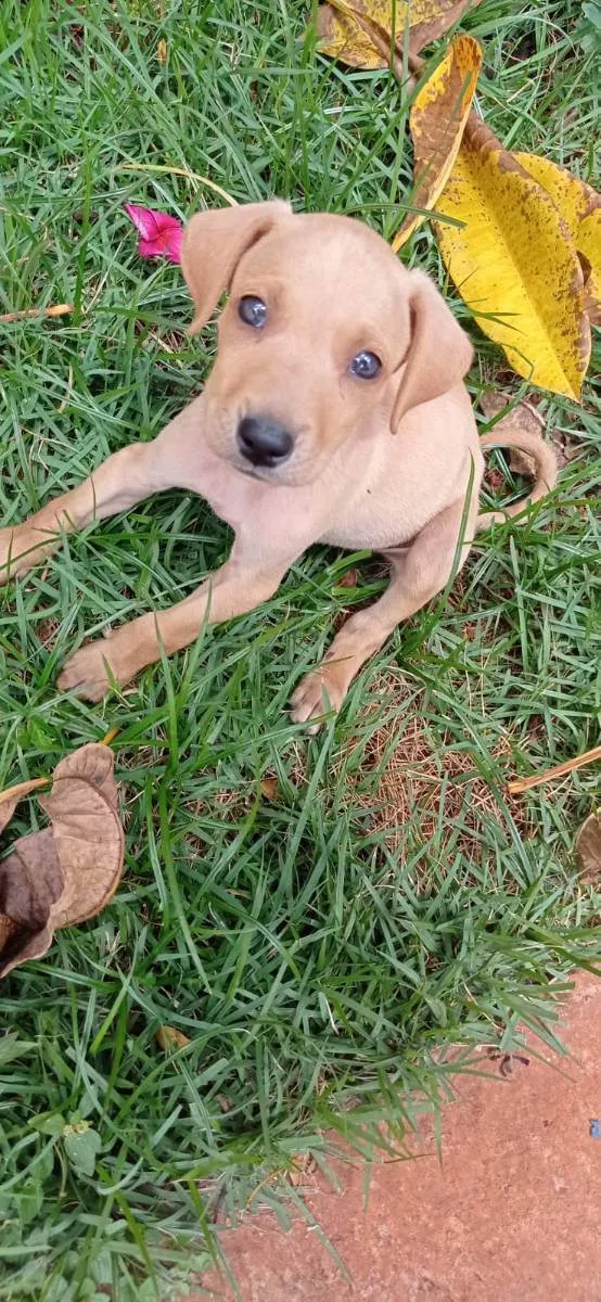 Cachorro ra a SRD idade 2 a 6 meses nome Sem nome , cão 