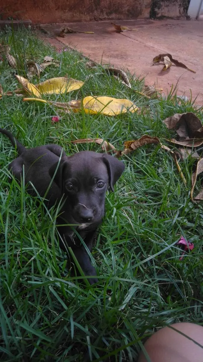 Cachorro ra a SRD idade 2 a 6 meses nome Sem nome , cão 