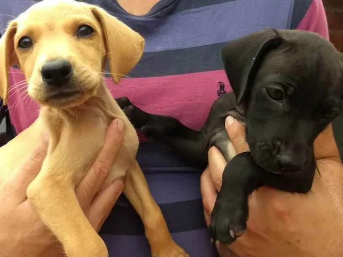 Cachorro ra a SRD idade 2 a 6 meses nome Sem nome , cão 