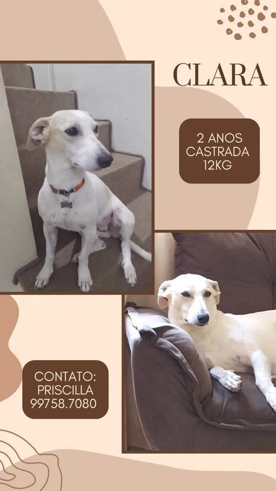 Cachorro raça Srd  idade 2 anos nome Clara 
