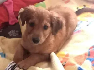 Cachorro raça Srd idade 2 a 6 meses nome Leãozinho