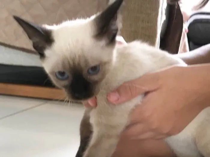 Gato ra a SRD idade Abaixo de 2 meses nome Pudim 