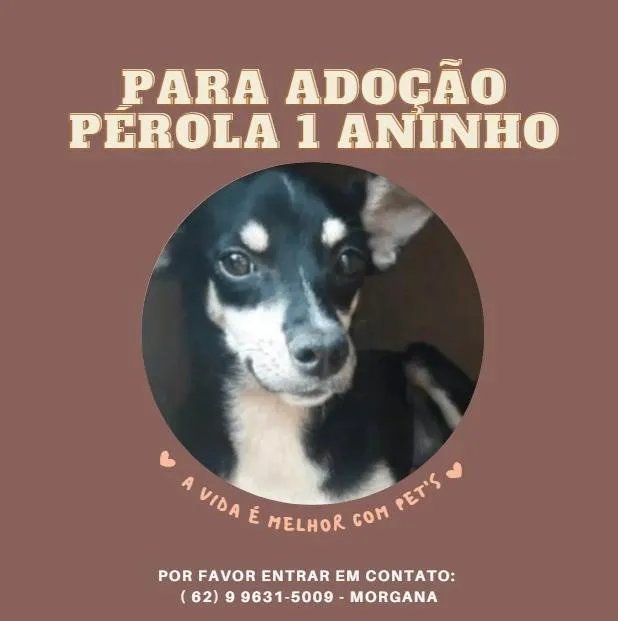 Cachorro ra a Vira Lata idade 1 ano nome Pérola