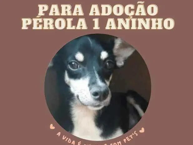 Cachorro ra a Vira Lata idade 1 ano nome Pérola