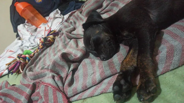 Cachorro ra a Vira lata (desconhecido) idade 2 a 6 meses nome Thomas 