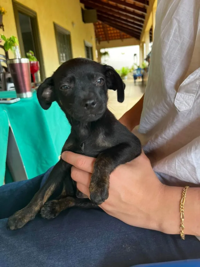 Cachorro ra a Vira lata (desconhecido) idade 2 a 6 meses nome Thomas 