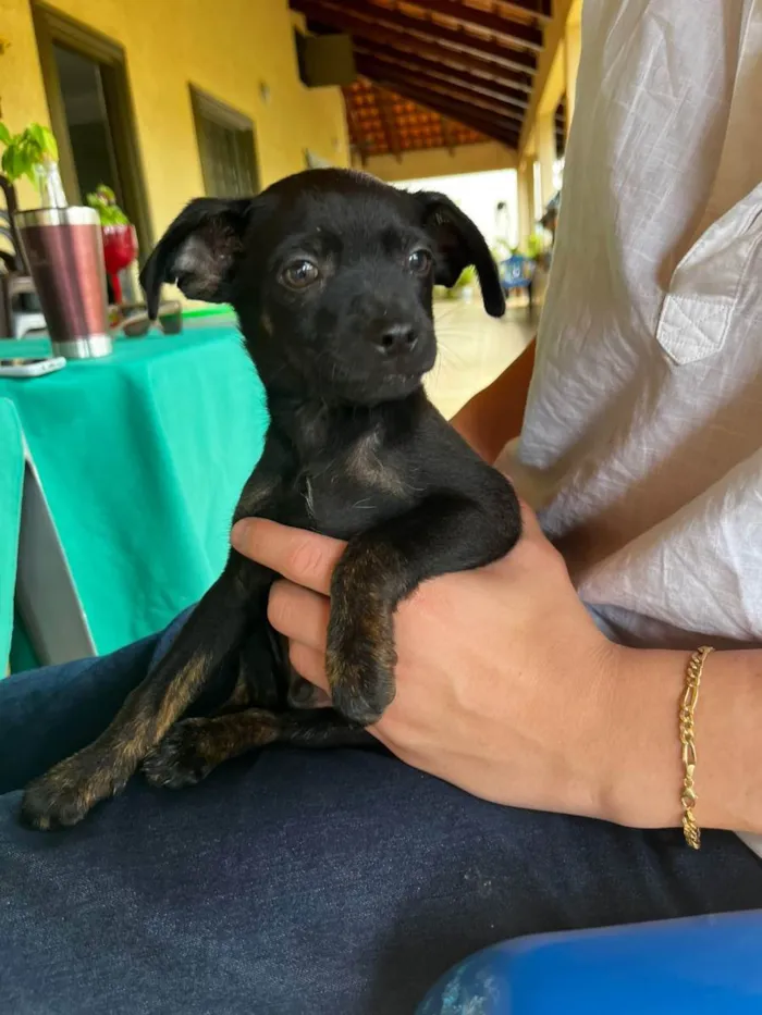 Cachorro ra a Vira lata (desconhecido) idade 2 a 6 meses nome Thomas 