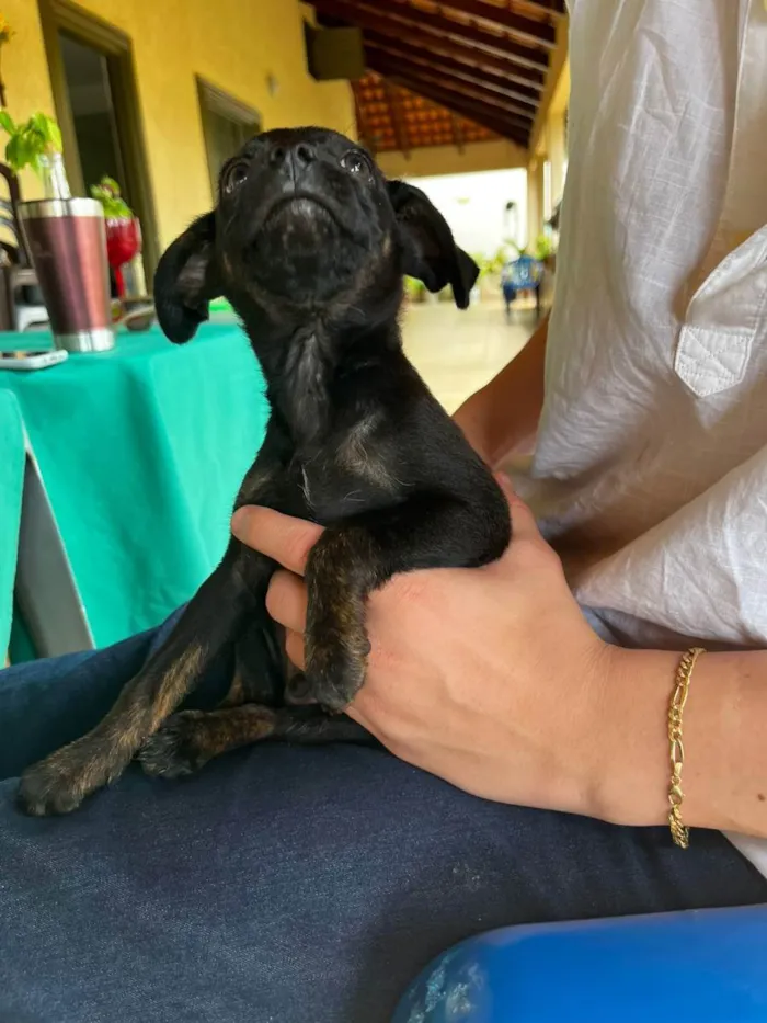 Cachorro ra a Vira lata (desconhecido) idade 2 a 6 meses nome Thomas 