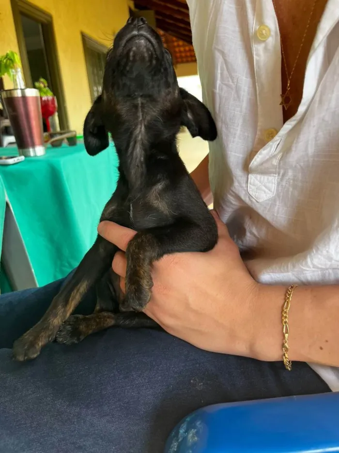 Cachorro ra a Vira lata (desconhecido) idade 2 a 6 meses nome Thomas 