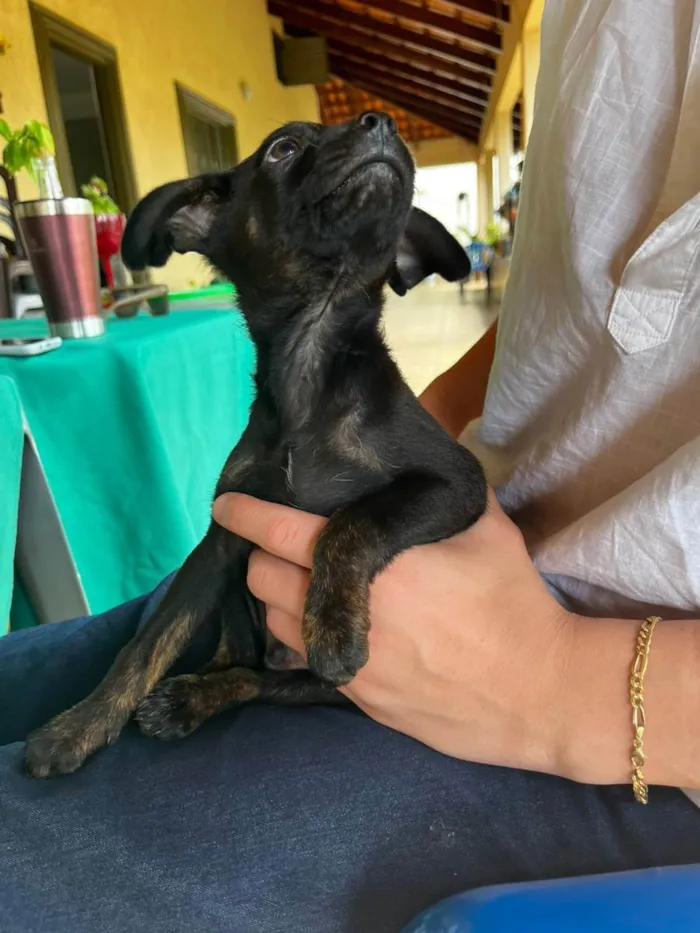 Cachorro ra a Vira lata (desconhecido) idade 2 a 6 meses nome Thomas 