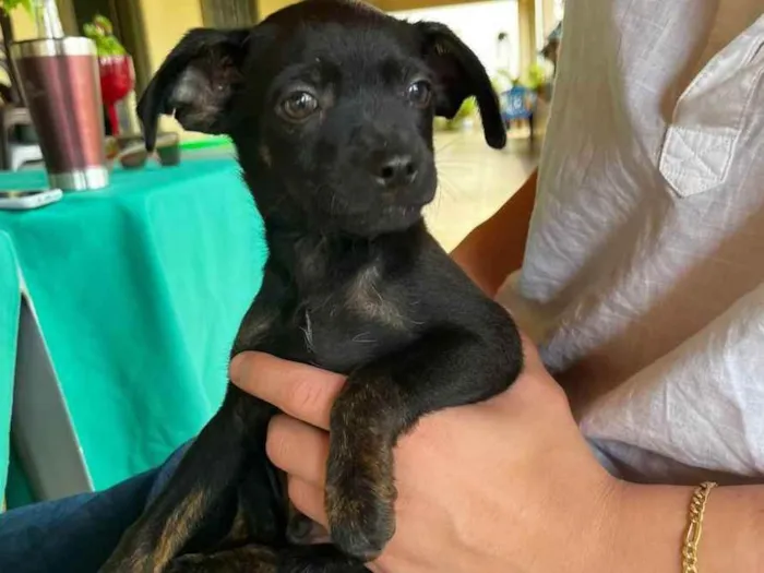 Cachorro ra a Vira lata (desconhecido) idade 2 a 6 meses nome Thomas 