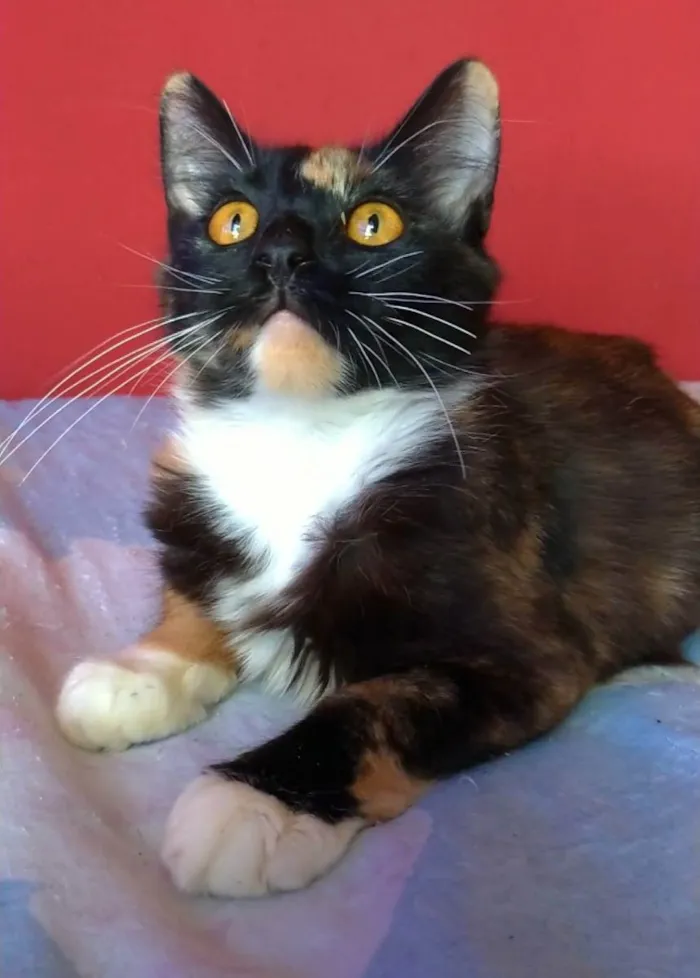 Gato ra a srd tricolor idade 2 a 6 meses nome SCARLLET