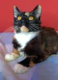 SCARLLET