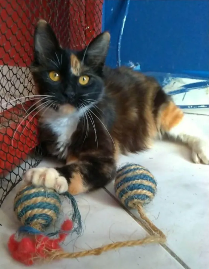Gato ra a srd tricolor idade 2 a 6 meses nome SCARLLET