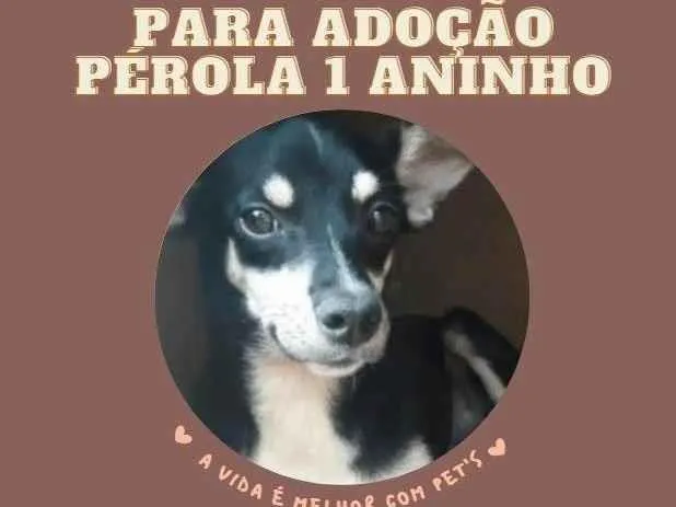 Cachorro ra a Vira Lata idade 1 ano nome Pérola