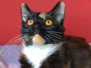 Gato raça srd tricolor idade 2 a 6 meses nome SCARLLET