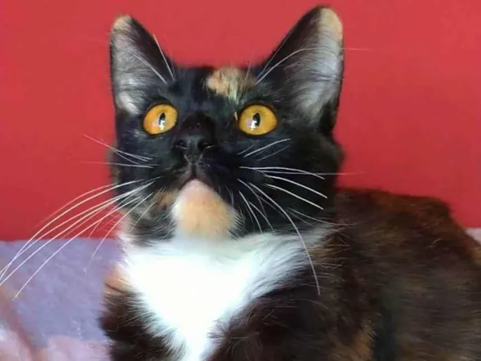 Gato ra a srd tricolor idade 2 a 6 meses nome SCARLLET