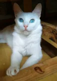 MAITÊ
