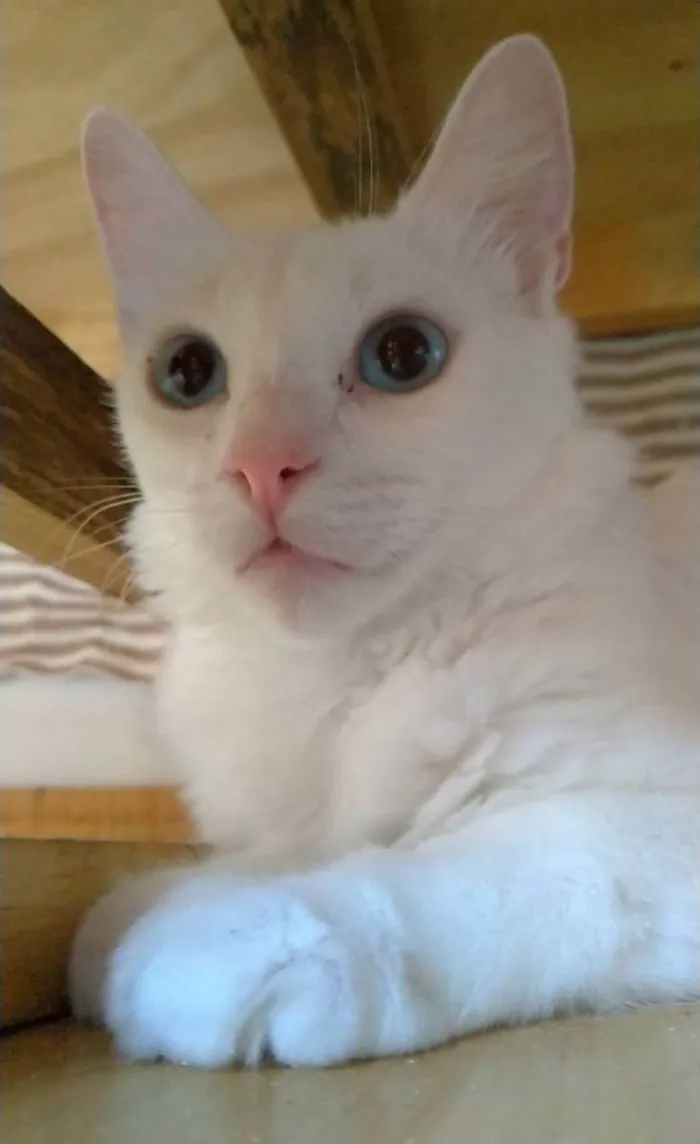 Gato ra a srd idade 2 a 6 meses nome MAITÊ 