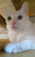 MAITÊ