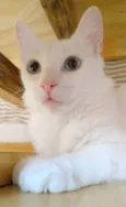 MAITÊ