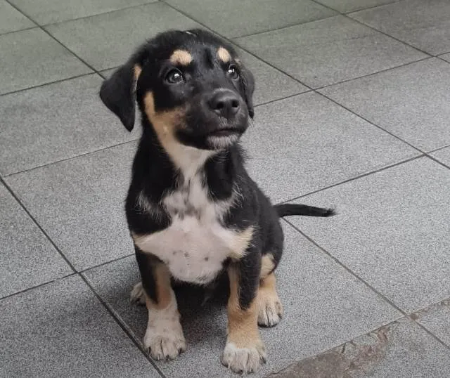 Cachorro ra a SRD idade Abaixo de 2 meses nome Filhote macho 1