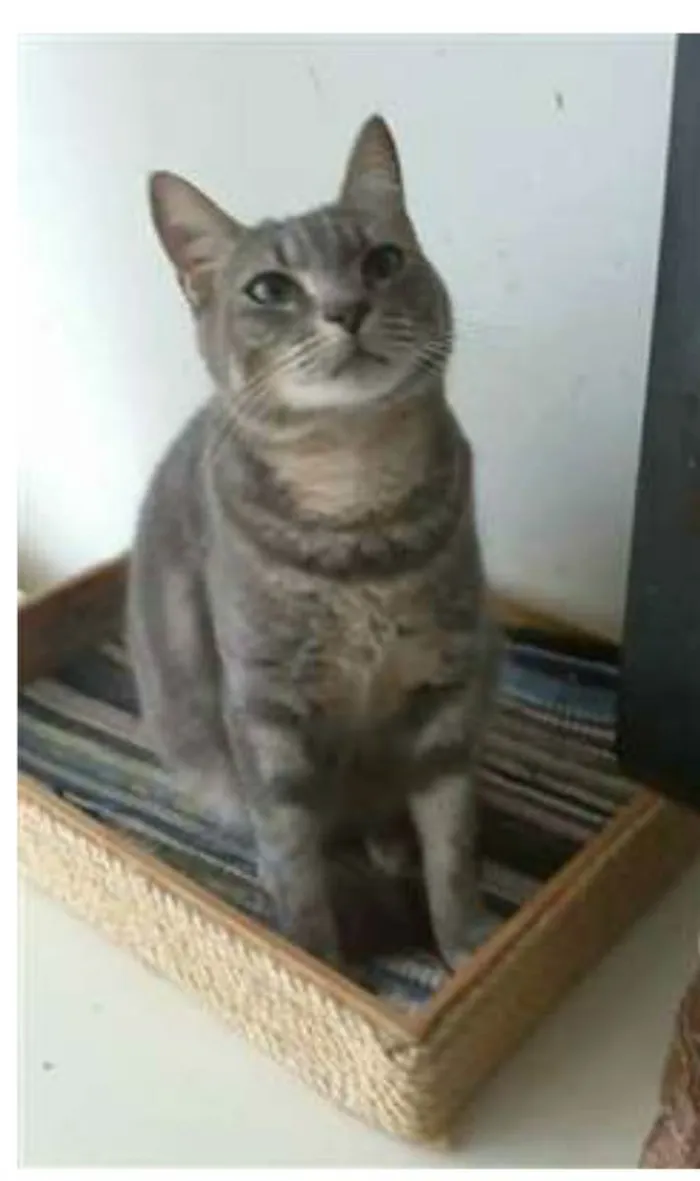 Gato ra a srd tigradinha idade 1 ano nome ADELLY