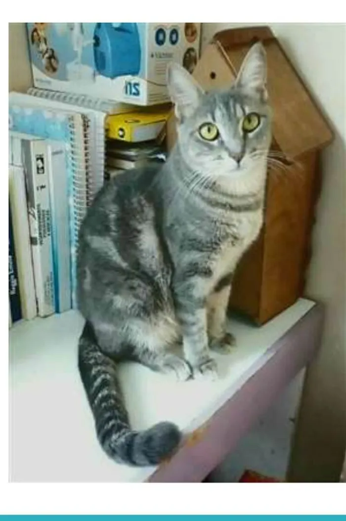 Gato ra a srd tigradinha idade 1 ano nome ADELLY