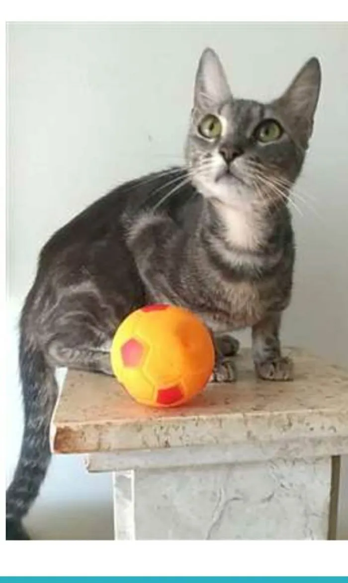 Gato ra a srd tigradinha idade 1 ano nome ADELLY