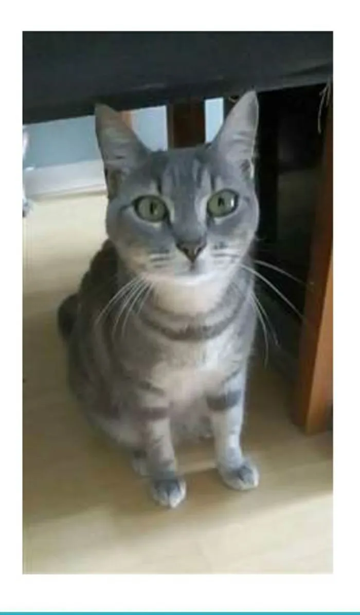 Gato ra a srd tigradinha idade 1 ano nome ADELLY