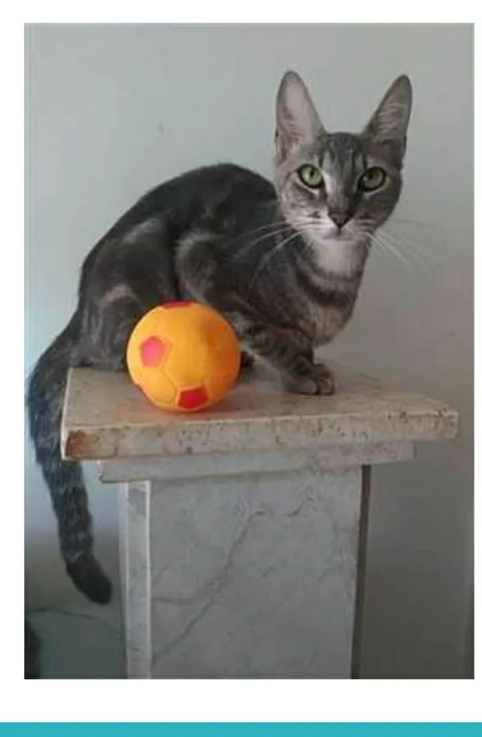 Gato ra a srd tigradinha idade 1 ano nome ADELLY