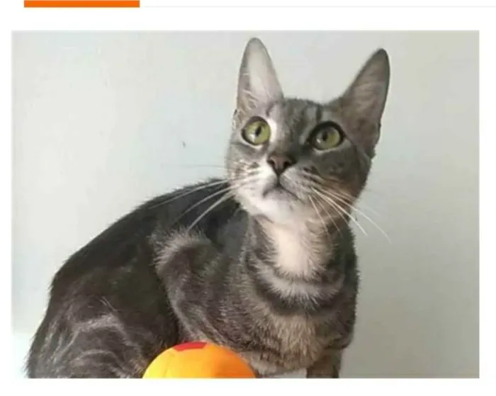 Gato ra a srd tigradinha idade 1 ano nome ADELLY