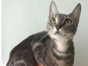 Gato raça srd tigradinha idade 1 ano nome ADELLY