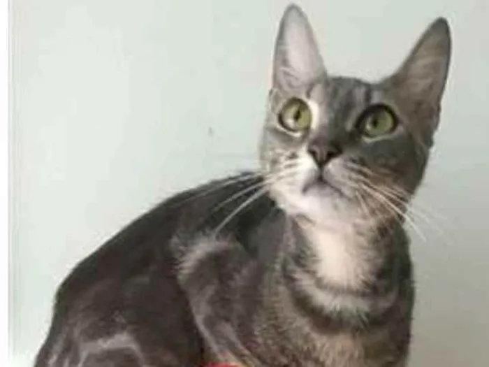 Gato ra a srd tigradinha idade 1 ano nome ADELLY