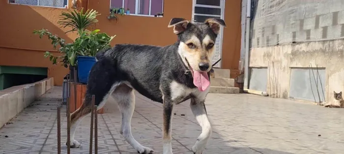 Cachorro ra a Srd idade 1 ano nome Catarina