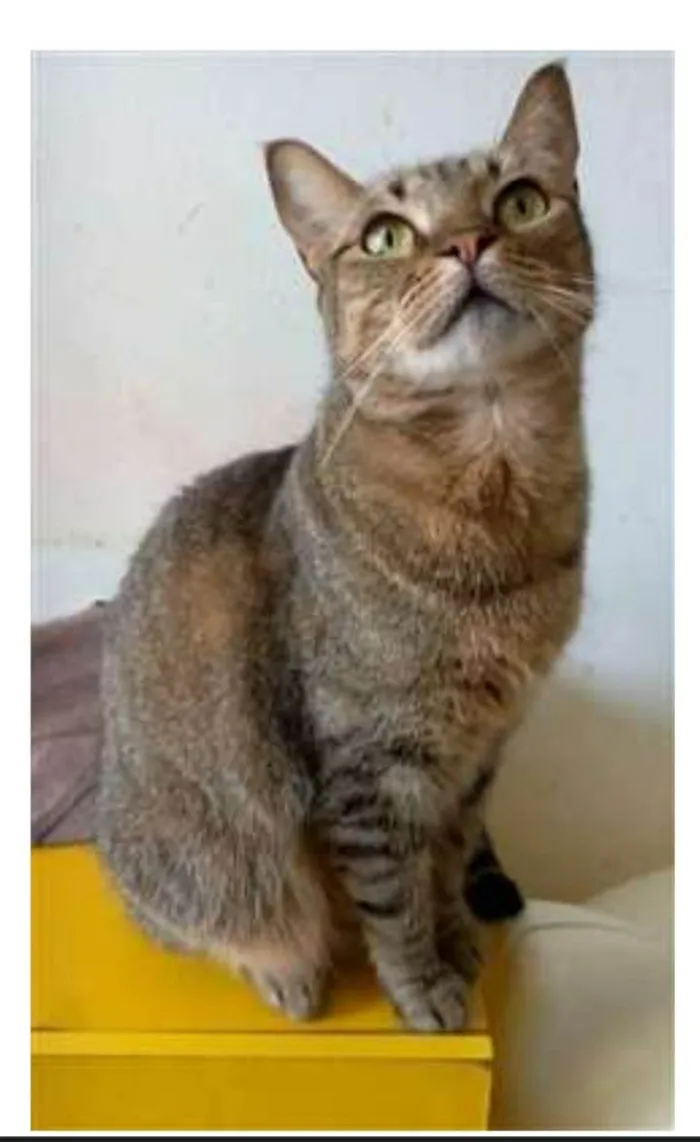 Gato ra a srd tigradinha idade 1 ano nome NALA