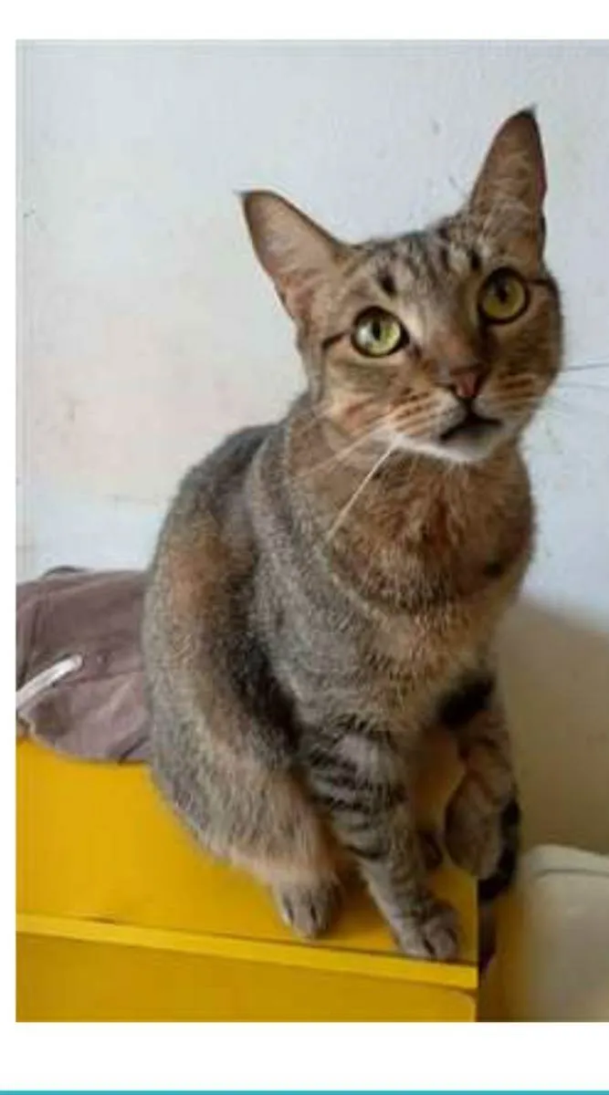 Gato ra a srd tigradinha idade 1 ano nome NALA
