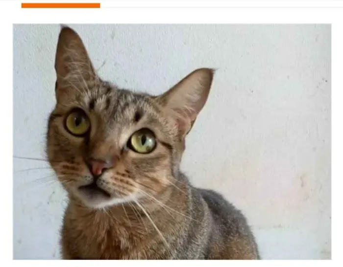 Gato ra a srd tigradinha idade 1 ano nome NALA