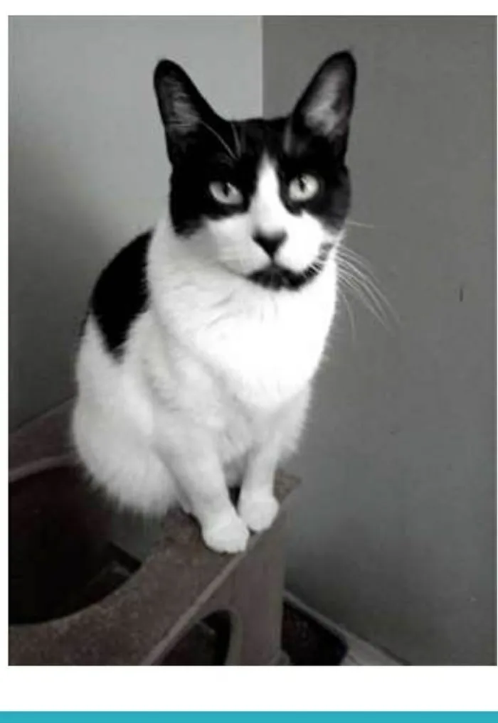 Gato ra a srd frajolinha  idade 2 anos nome FILÓ