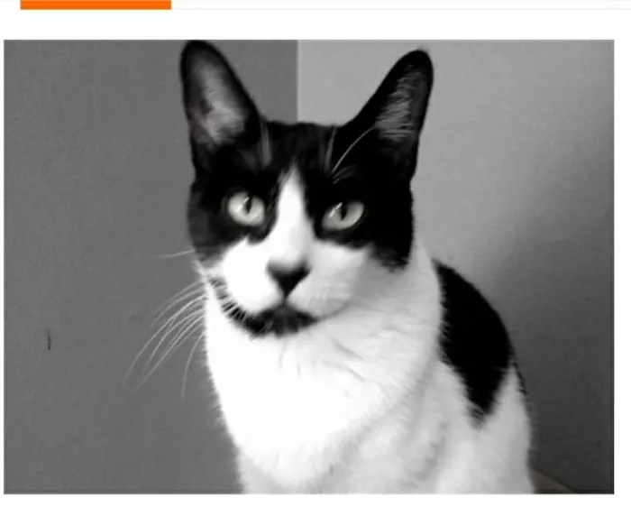 Gato ra a srd frajolinha  idade 2 anos nome FILÓ
